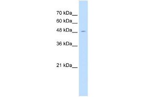 WB Suggested Anti-SEMG1 Antibody Titration:  1. (SEMG1 anticorps  (C-Term))