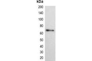 Western blot analysis of over-expressed His-tagged protein in 293T cell lysate.