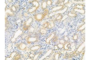 ABIN6257352 and ABIN6275243 at 1/100 staining human normal kidney tissue by IHC-P. (MRPL39 anticorps  (C-Term))