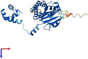 AlphaFold protein structure predicition of Human Recombinant RAD51D Protein, UniprotID O75771