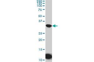 AQP8 monoclonal antibody (M01), clone 1A1.