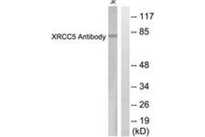 Western blot analysis of extracts from Jurkat cells, using XRCC5 Antibody. (X-Ray Repair Cross Complementing 5 (AA 683-732) anticorps)