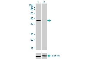 Western blot analysis of ENO3 over-expressed 293 cell line, cotransfected with ENO3 Validated Chimera RNAi (Lane 2) or non-transfected control (Lane 1).
