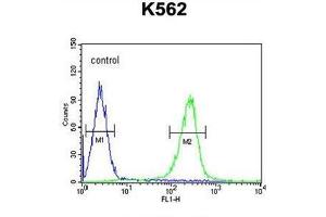 WDR49 Antibody (C-term) flow cytometric analysis of K562 cells (right histogram) compared to a negative control cell (left histogram). (WDR49 anticorps  (C-Term))