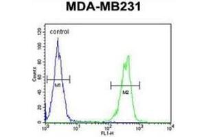 Flow cytometric analysis of MDA-MB231 cells (right histogram) compared to a negative control cell (left histogram) using CYP2A7  Antibody , followed by FITC-conjugated goat-anti-rabbit secondary antibodies. (CYP2A7 anticorps  (Middle Region))