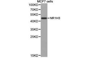 Western Blotting (WB) image for anti-Nuclear Receptor Subfamily 1, Group H, Member 3 (NR1H3) antibody (ABIN1873948)