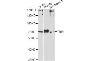 Western blot analysis of extracts of various cell lines, using TDP1 Antibody (ABIN5972797) at 1/1000 dilution. (TDP1 anticorps)