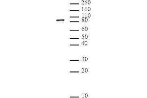 L3MBTL2 pAb tested by Western blot. (L3MBTL2 anticorps  (AA 1-230))