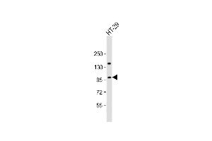 Anti-ATXN1 Antibody  at 1:2000 dilution + HT-29 whole cell lysate Lysates/proteins at 20 μg per lane. (Ataxin 1 anticorps  (AA 754-781))
