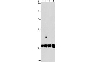 Western Blotting (WB) image for anti-serpin Peptidase Inhibitor, Clade A (Alpha-1 Antiproteinase, Antitrypsin), Member 9 (SERPINA9) antibody (ABIN2434224) (SERPINA9 anticorps)