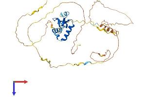 AlphaFold protein structure predicition of Human Recombinant FOXL2 Protein, UniprotID P58012