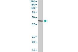ADORA2A MaxPab rabbit polyclonal antibody.