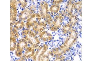 Immunohistochemistry of paraffin-embedded Rat kidney using RPN1 Polyclonal Antibody at dilution of 1:100 (40x lens). (RPN1 anticorps)