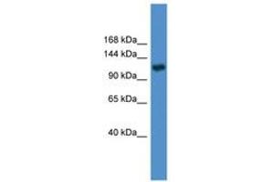 Image no. 1 for anti-Pyruvate Carboxylase (PC) (AA 981-1030) antibody (ABIN6746621) (PC anticorps  (AA 981-1030))