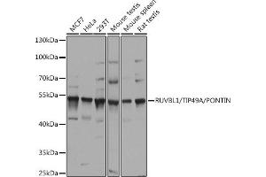 Western blot analysis of extracts of various cell lines, using RUVBL1/TIP49A/PONTIN antibody (ABIN6132606, ABIN6147318, ABIN6147320 and ABIN6218477) at 1:1000 dilution.