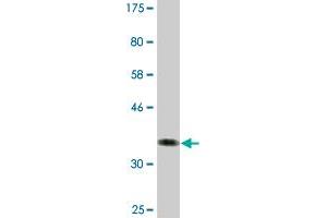 Western Blot detection against Immunogen (42. (Fission 1 anticorps  (AA 1-152))