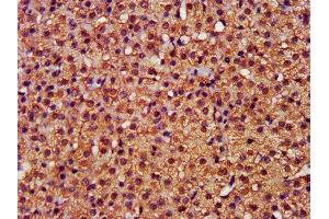 IHC image of ABIN7146901 diluted at 1:400 and staining in paraffin-embedded human adrenal gland tissue performed on a Leica BondTM system.
