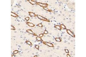 Immunohistochemistry analysis of paraffin-embedded mouse kidney using,KLHL9 (ABIN7074403) at dilution of 1: 2000 (KLHL9 anticorps)