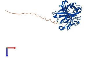 AlphaFold protein structure predicition of Mouse Recombinant Ca8 Protein, UniprotID P28651