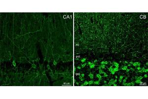 Indirect immunostaining of PFA fixed mouse brain sections (dilution 1 : 500). (GABRA1 anticorps  (AA 28-43))