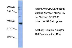 WB Suggested Anti-OR2L3  Antibody Titration: 0. (OR2L3 anticorps  (C-Term))