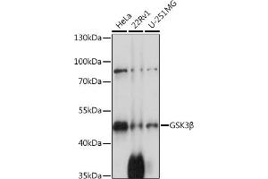 Western blot analysis of extracts of various cell lines, using GSK3β antibody  at 1:1000 dilution. (GSK3 beta anticorps  (C-Term))
