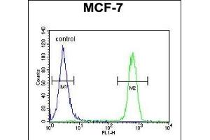 CDC37 Antibody (Center) (ABIN652914 and ABIN2842588) flow cytometric analysis of MCF-7 cells (right histogram) compared to a negative control cell (left histogram).
