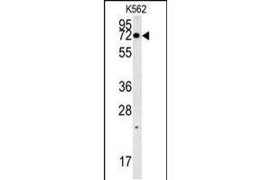 Western blot analysis in K562 cell line lysates (35ug/lane). (NPSR1-AS1 anticorps  (C-Term))