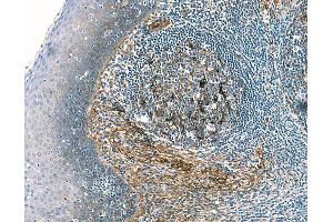 Immunohistochemical staining of human tonsil. (Clusterin anticorps)