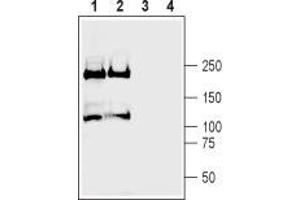 Western blot analysis of rat (lanes 1 and 3) and mouse (lanes 2 and 4) brain membranes: - 1,2. (Plexin A2 anticorps  (Extracellular, N-Term))