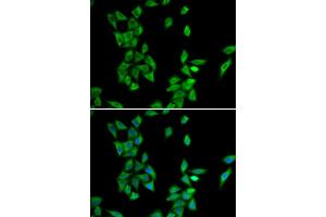 Immunofluorescence (IF) image for anti-Annexin A4 (ANXA4) antibody (ABIN1980296) (Annexin IV anticorps)