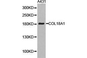 Western Blotting (WB) image for anti-Collagen, Type XVIII, alpha 1 (COL18A1) antibody (ABIN1871945) (COL18A1 anticorps)
