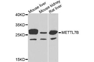 Western blot analysis of extracts of various cell lines, using METTL7B antibody (ABIN5974333) at 1/1000 dilution. (METTL7B anticorps)