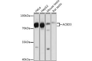 Western blot analysis of extracts of various cell lines, using  Rabbit pAb (ABIN7265416) at 1:1000 dilution. (ACBD3 anticorps  (AA 1-160))