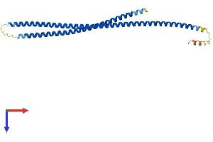 KRT87P (AA 1-255) protein (His tag)