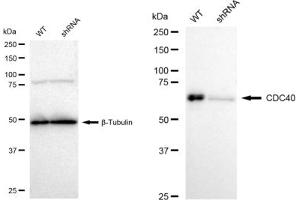 Western blotting analysis using CDC40 antibody (ABIN7798012).
