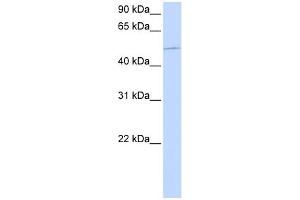 WB Suggested Anti-KIF12 Antibody Titration:  0. (KIF12 anticorps  (N-Term))