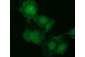 Immunofluorescence (IF) image for anti-E3 SUMO-Protein Ligase NSE2 (NSMCE2) antibody (ABIN1499527) (NSMCE2 anticorps)