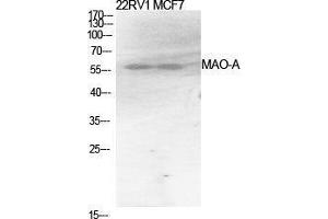 Western Blot (WB) analysis of specific cells using MAO-A Polyclonal Antibody. (Monoamine Oxidase A anticorps  (Internal Region))