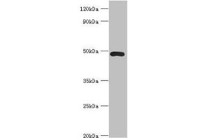 Western blot All lanes: ACTR3B antibody at 8 μg/mL + HepG2 whole cell lysate Secondary Goat polyclonal to rabbit IgG at 1/10000 dilution Predicted band size: 48, 38, 40 kDa Observed band size: 48 kDa (ACTR3B anticorps  (AA 189-418))