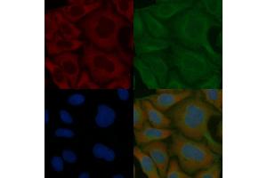 KIAA0930 Mouse Monoclonal Antibody staining Hela cells by IF/ICC. (C22orf9 anticorps)