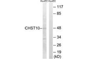 Western blot analysis of extracts from HuvEc cells, using CHST10 Antibody. (CHST10 anticorps  (AA 191-240))