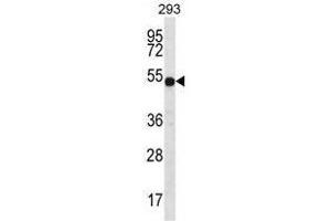 ATP6V1B1 Antibody (C-term) western blot analysis in 293 cell line lysates (35µg/lane).