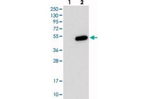 Western blot analysis of Lane 1: Negative control (vector only transfected HEK293T lysate), Lane 2: Over-expression Lysate (Co-expressed with a C-terminal myc-DDK tag (~3. (PHF13 anticorps)