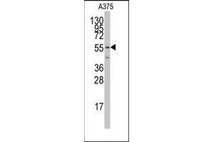 Western blot analysis of anti-PTRF Antibody (N-term) Pab in A375 cell line lysates (35ug/lane). (PTRF anticorps  (C-Term))