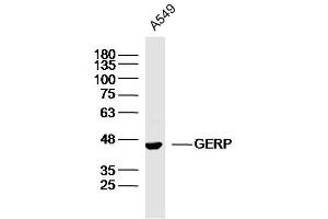 A549 lysates probed with GERP Polyclonal Antibody, Unconjugated  at 1:300 dilution and 4˚C overnight incubation. (BRIX1 anticorps  (AA 51-150))