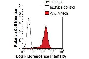HeLa cells were fixed in 2% paraformaldehyde/PBS and then permeabilized in 90% methanol.