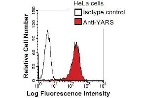 HeLa cells were fixed in 2% paraformaldehyde/PBS and then permeabilized in 90% methanol. (YARS anticorps)