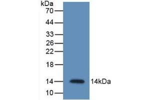 Western Blot; Sample: Recombinant RETN, Mouse. (Resistin anticorps  (AA 21-114))