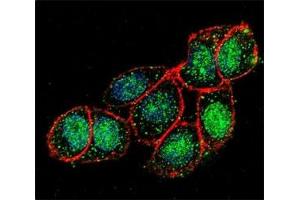 Confocal immunofluorescent analysis of FOXA2 antibody with HeLa cells followed by Alexa Fluor 488-conjugated goat anti-rabbit lgG (green).